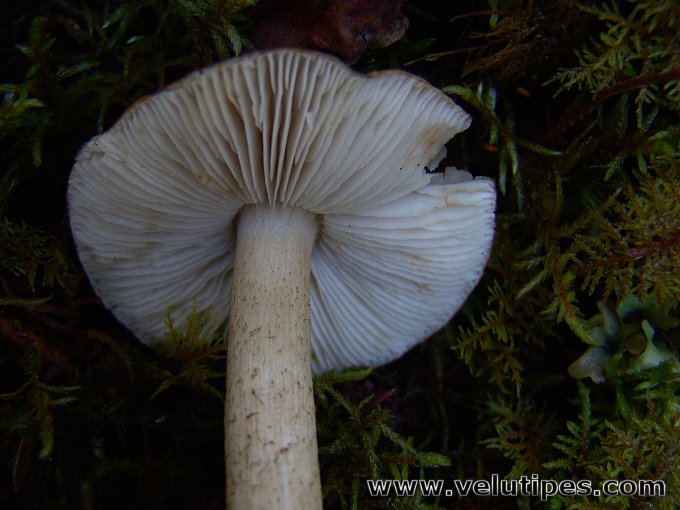 Tricholoma fucatum