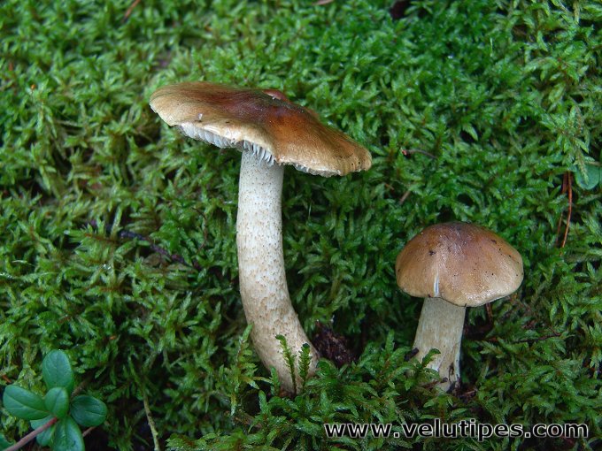 Tricholoma fucatum