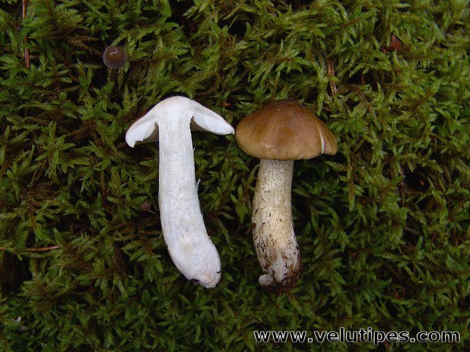 Tricholoma fucatum