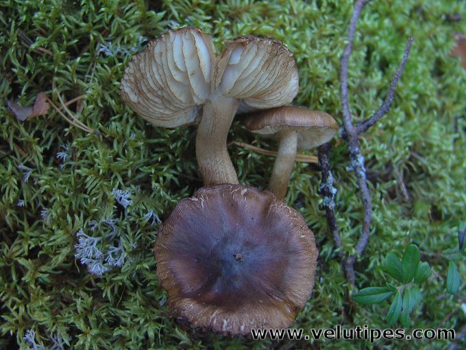 Tricholoma fucatum