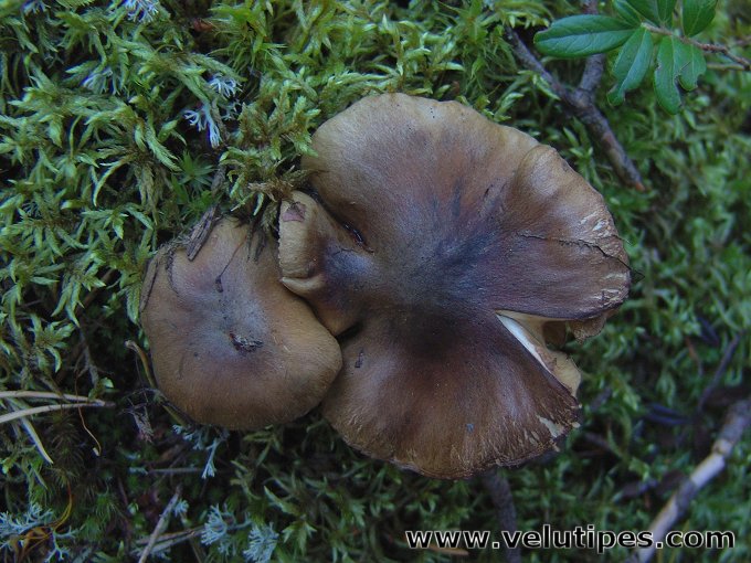 Tricholoma fucatum