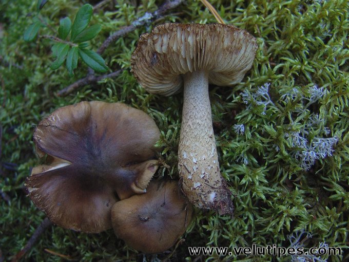 Tricholoma fucatum