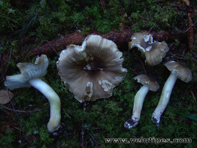 Tricholoma guldeniae