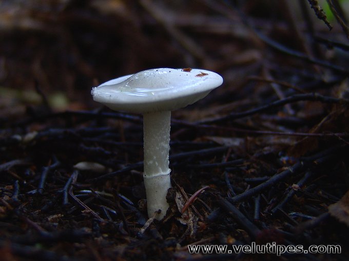 Tricholomella constricta