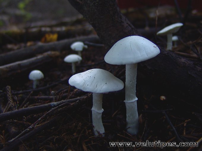 Tricholomella constricta