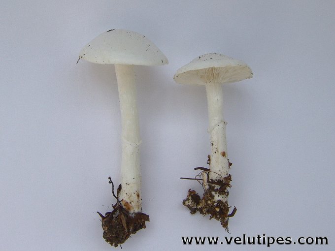 Tricholomella constricta
