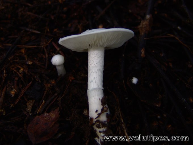 Tricholomella constricta