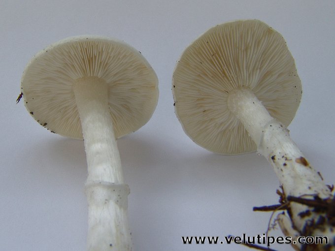 Tricholomella constricta