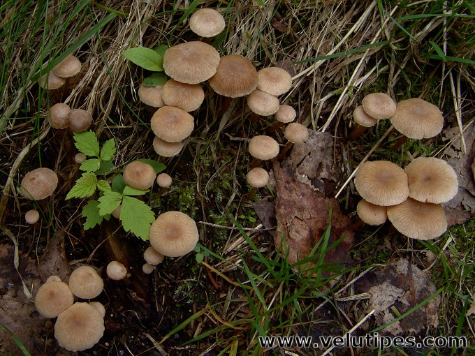 Tubaria conspersa