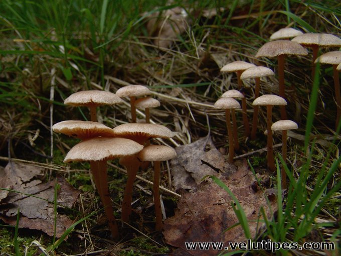 Tubaria conspersa