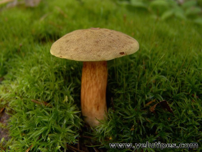 Xerocomus subtomentosus