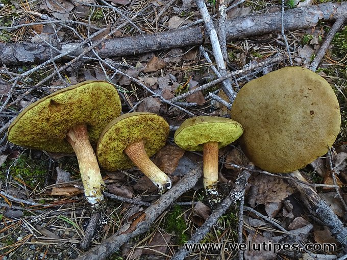 Xerocomus subtomentosus