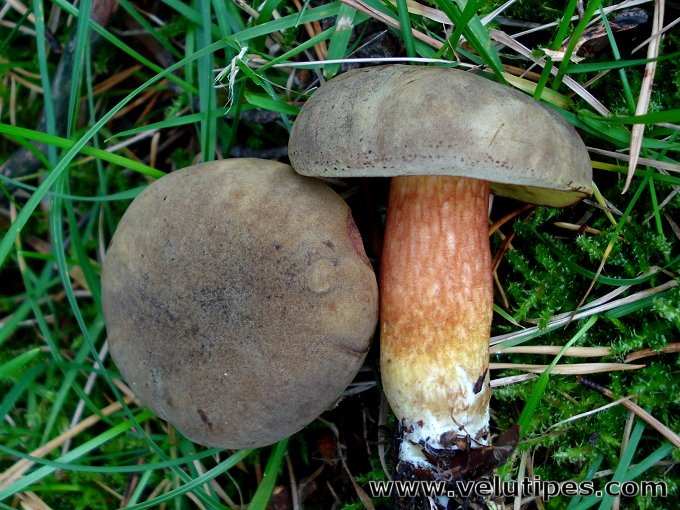 Xerocomus subtomentosus