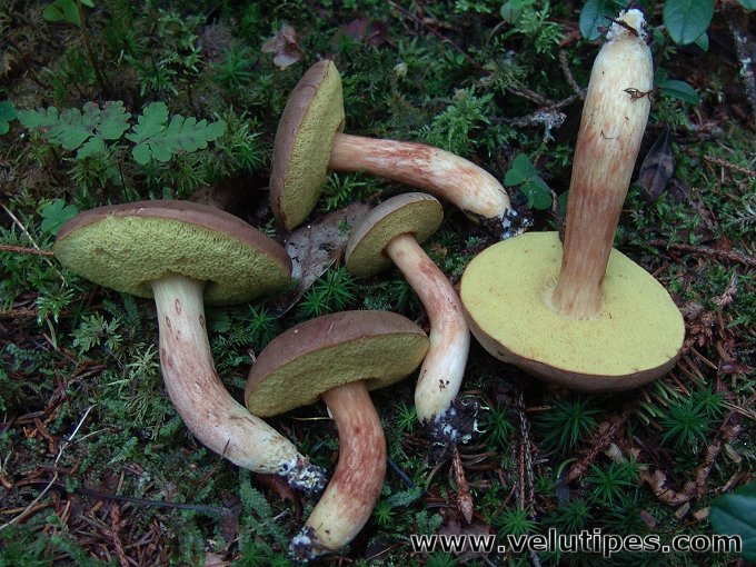 Xerocomus subtomentosus