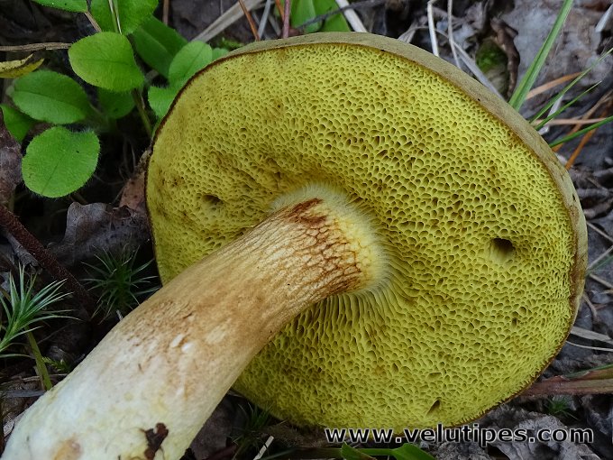 Xerocomus subtomentosus