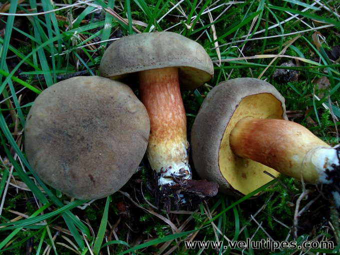 Xerocomus subtomentosus