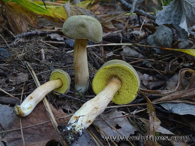 Xerocomus subtomentosus