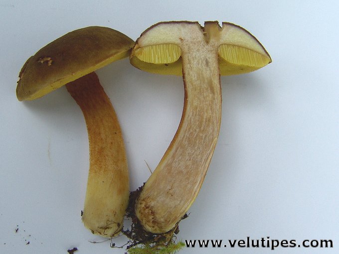 Xerocomus subtomentosus
