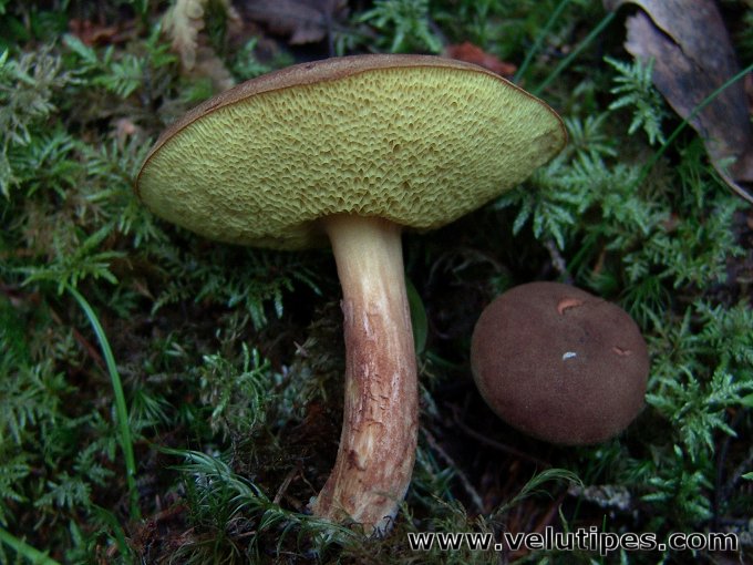 Xerocomus subtomentosus
