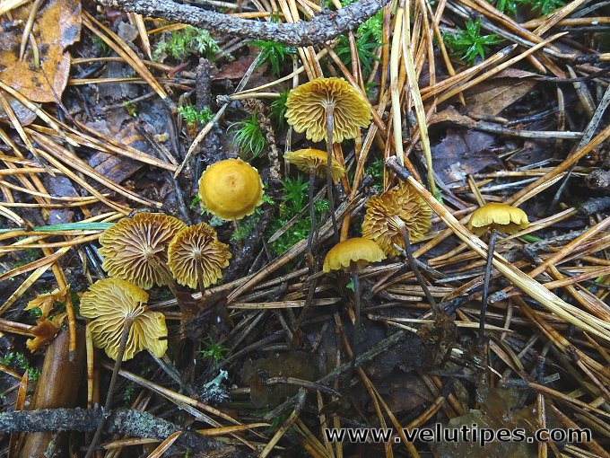 Xeromphalina cauticinalis