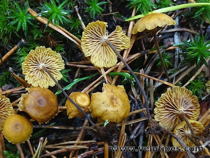 Xeromphalina cauticinalis