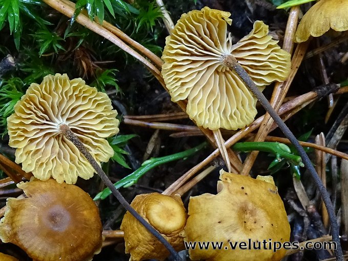 Xeromphalina cauticinalis