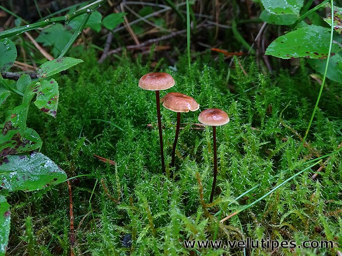 Xeromphalina sp.