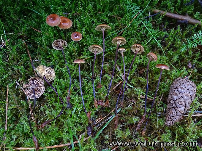 Xeromphalina sp.