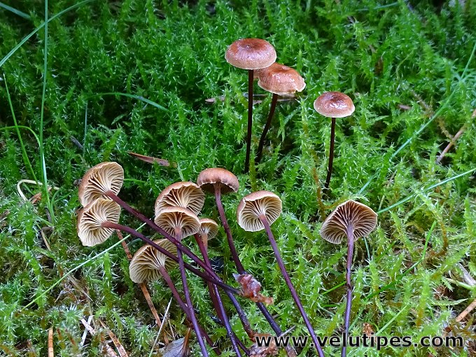 Xeromphalina sp.