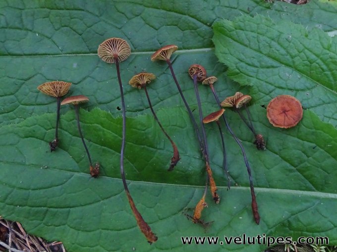 Xeromphalina sp.