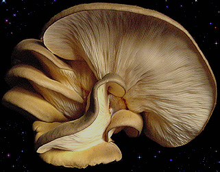  Panellus serotinus 