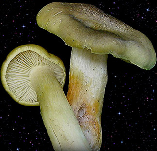  Tricholoma saponaceum 