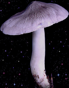 Tricholoma virgatum 