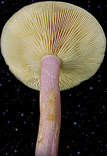  Tricholomopsis rutilans 